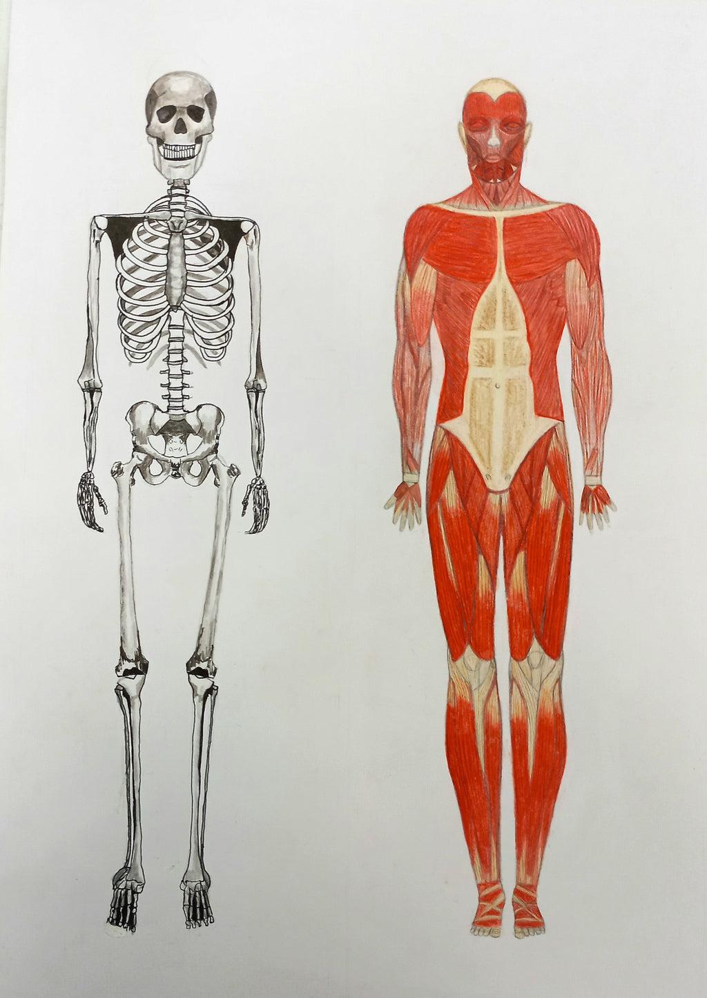 The human body collection
