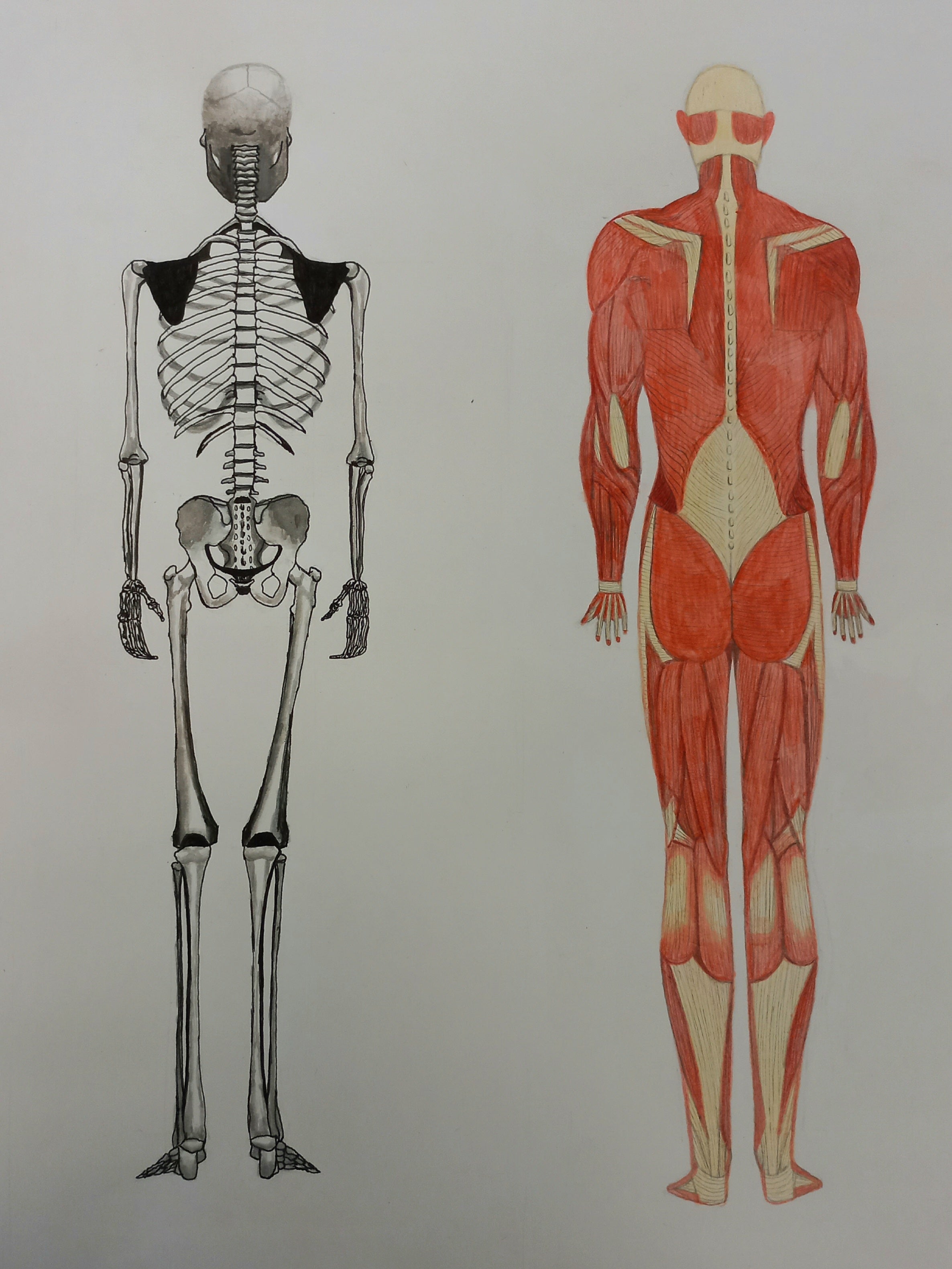 The human body collection