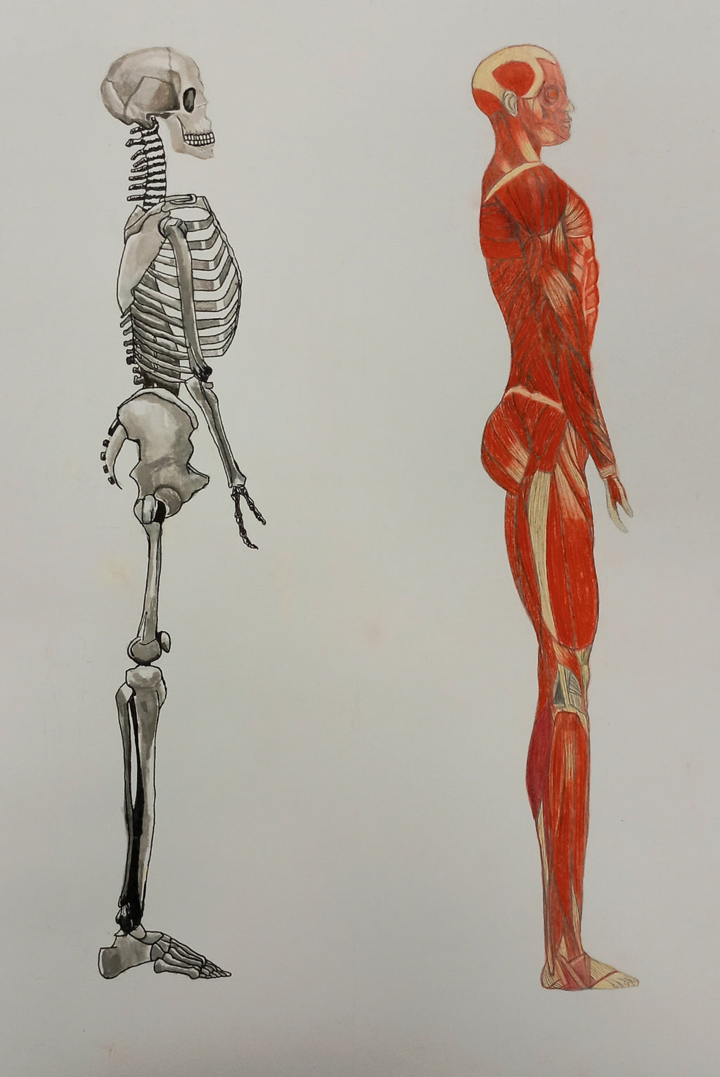 The human body collection