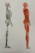 The human body collection
