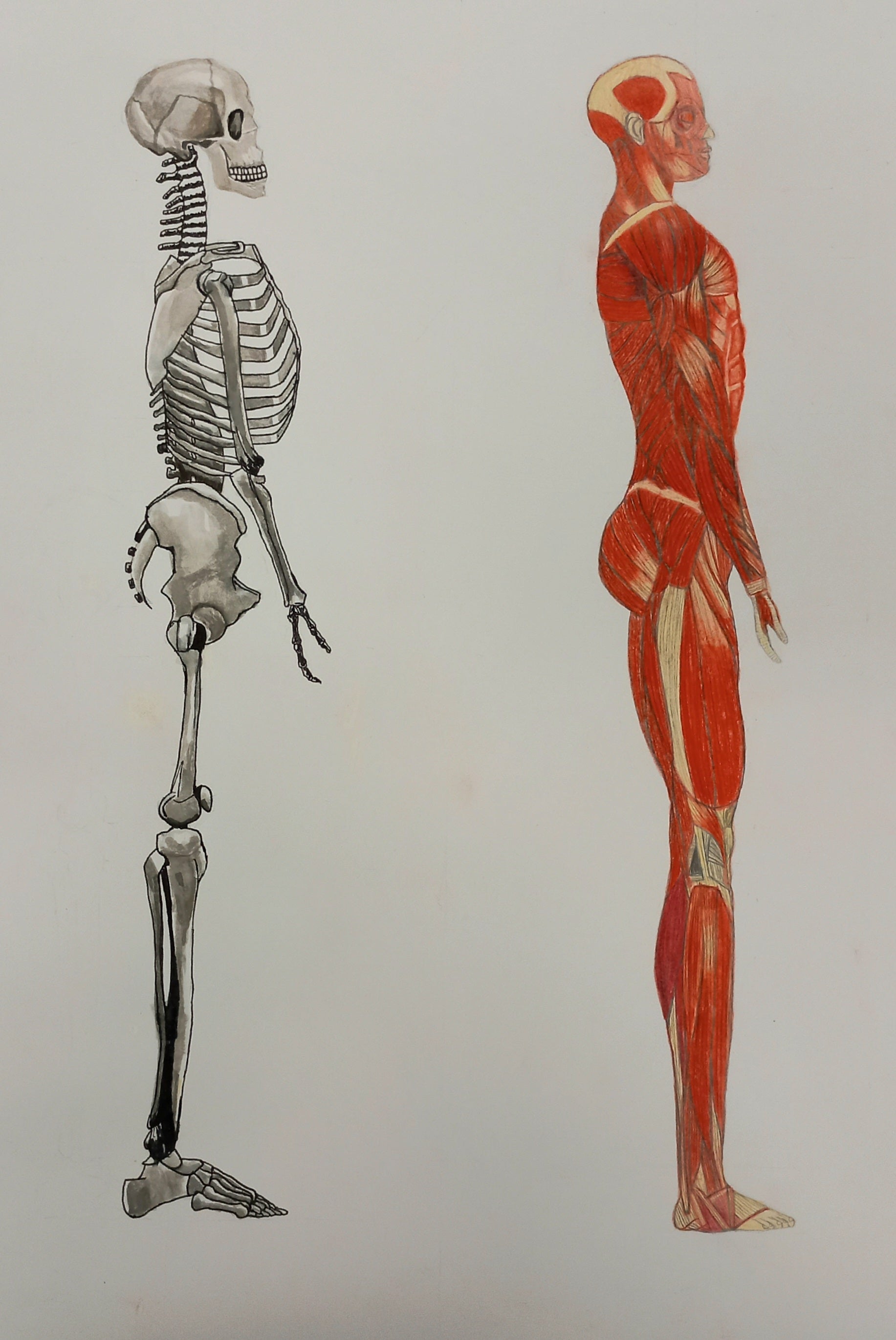 The human body collection