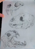 Animal skulls